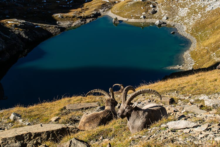 Two Mountain Goats Sitting On A Green Grass Covered Slope Near Blue Lake