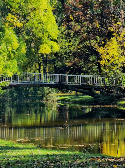 Fotos de stock gratuitas de agua, arboles, bosque