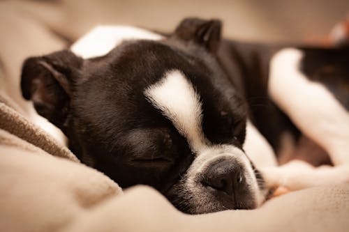 Foto Close Up Tidur Terrier Boston Hitam Putih