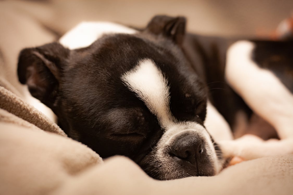 Free Close-UP Photo of Black and White Boston Terrier Sleeping Stock Photo