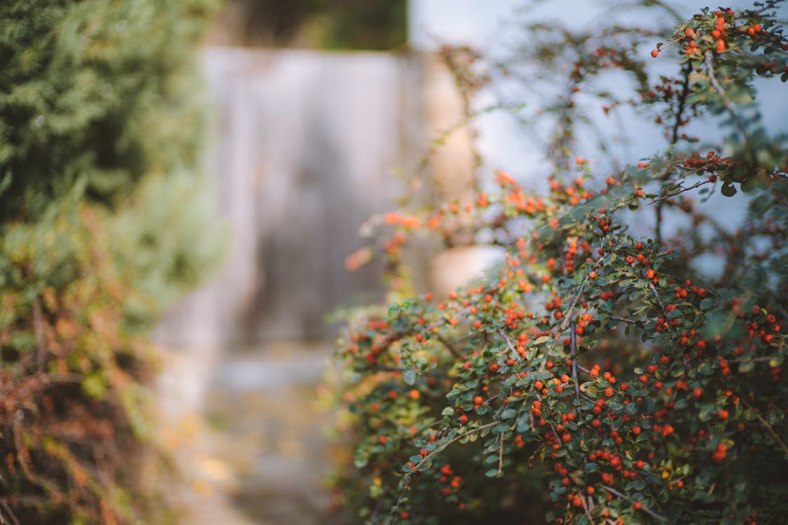 Fotografia Bokeh Di Frutti Rossi Pianta