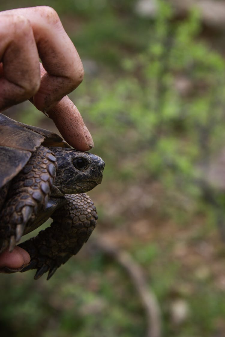 Fingers Touching Tortoise Head