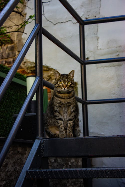 A Little Cat Sitting on Stairs