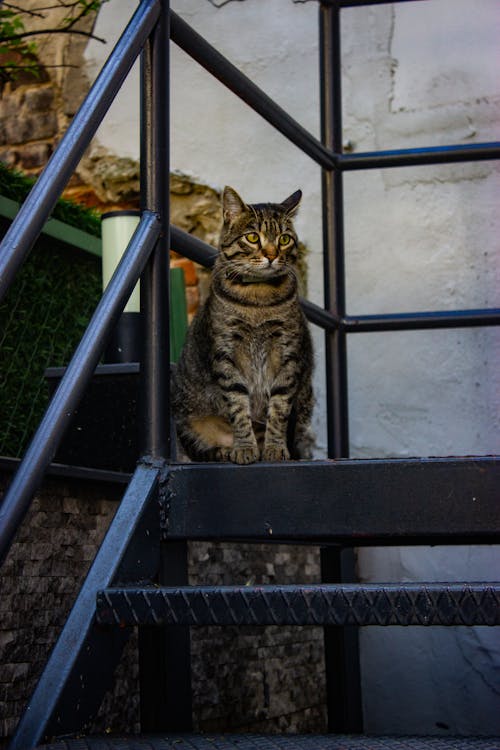 Tabby Cat at Steps