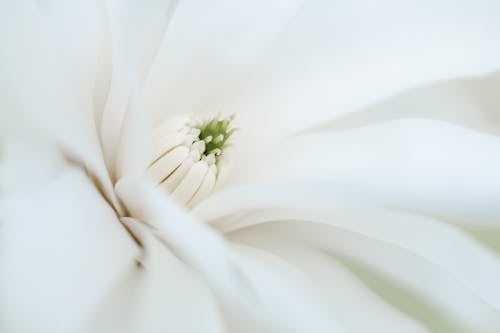 beyaz, bitki, çiçek içeren Ücretsiz stok fotoğraf
