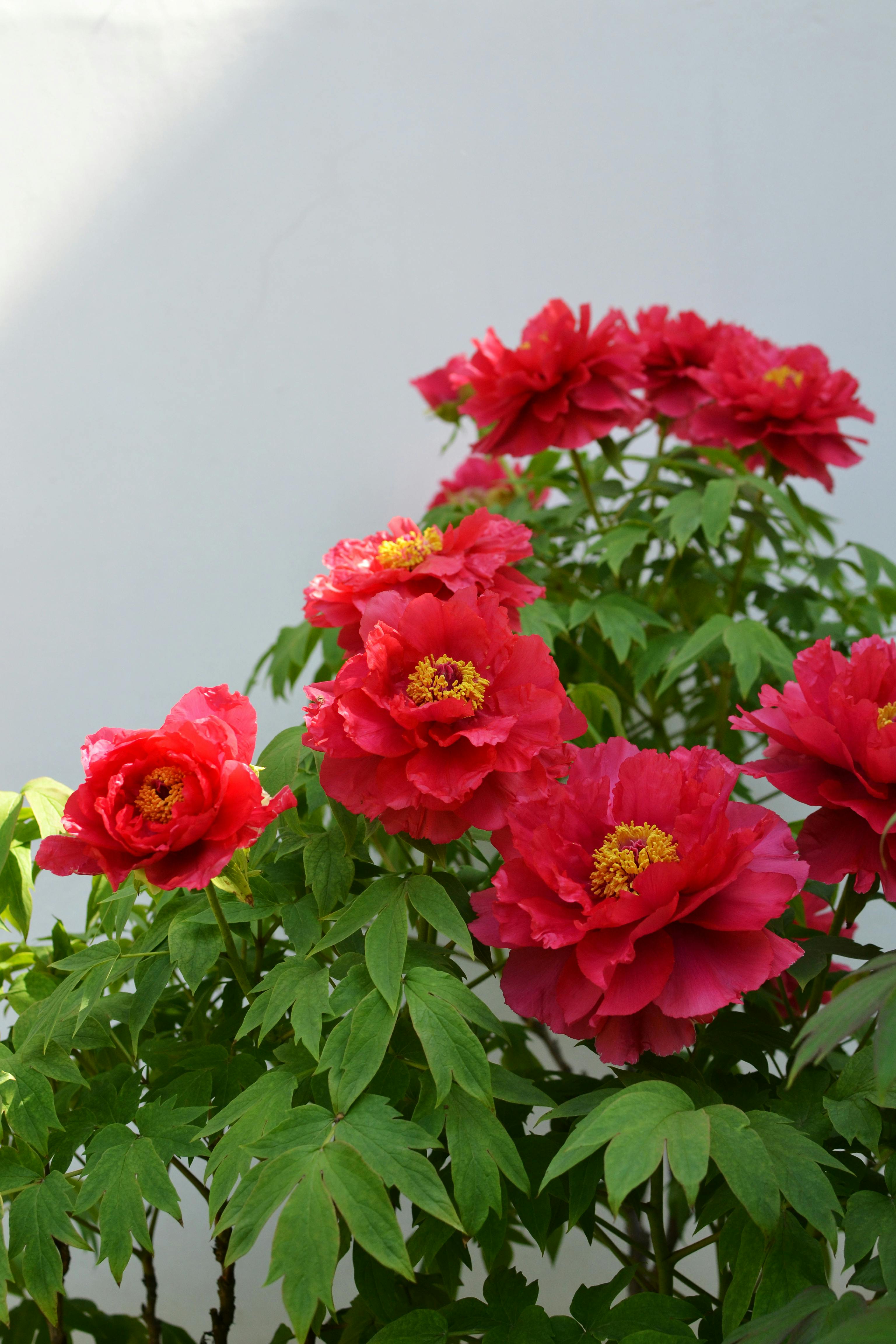 [ColoSach]-bright-red-peony-flowers-with-lush-green-leaves-in-a-tranquil-outdoor-setting.