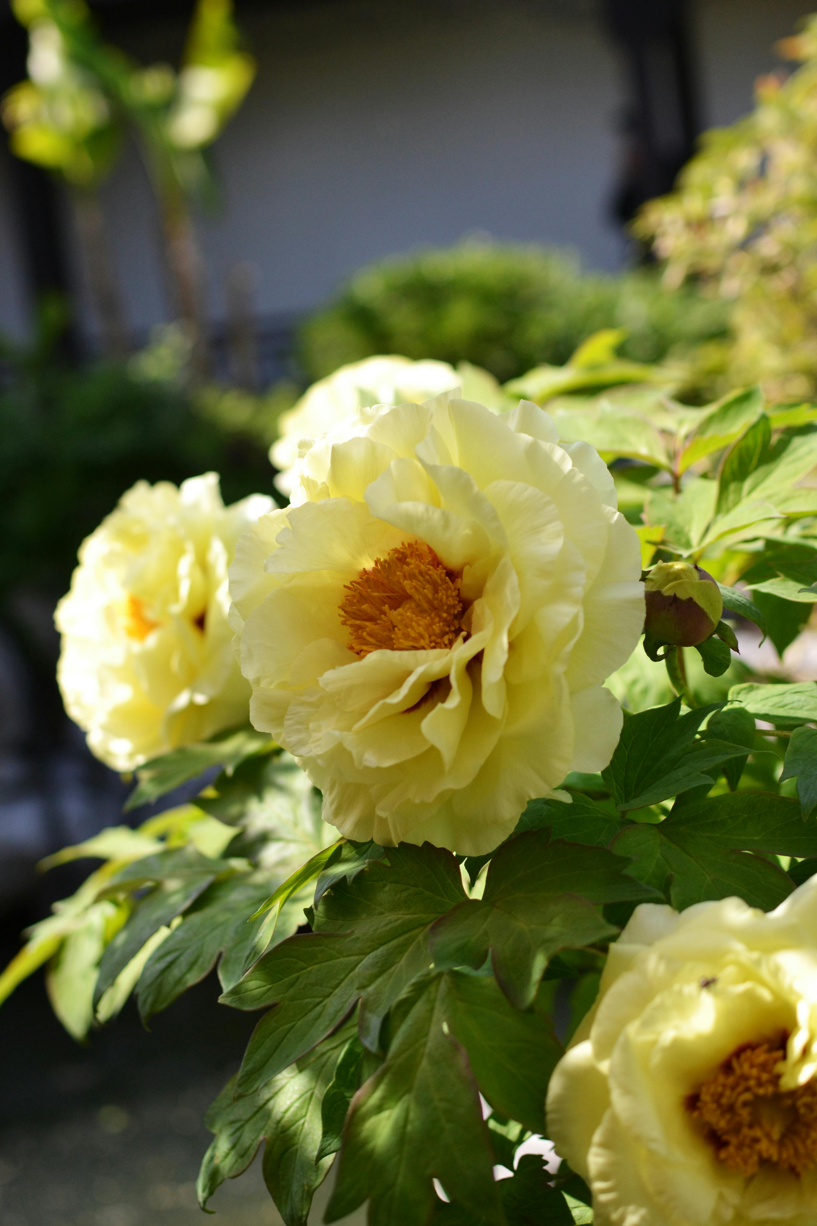 Yellow Peony Photos, Download The BEST Free Yellow Peony Stock Photos
