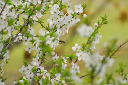 Blooming White Flowers on Branches of Cherry Tree