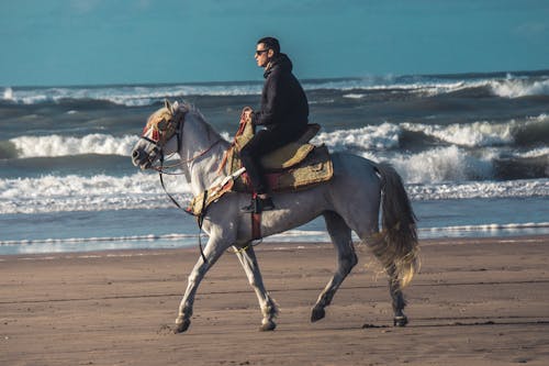 Foto profissional grátis de areia, cavalgada, cavalo