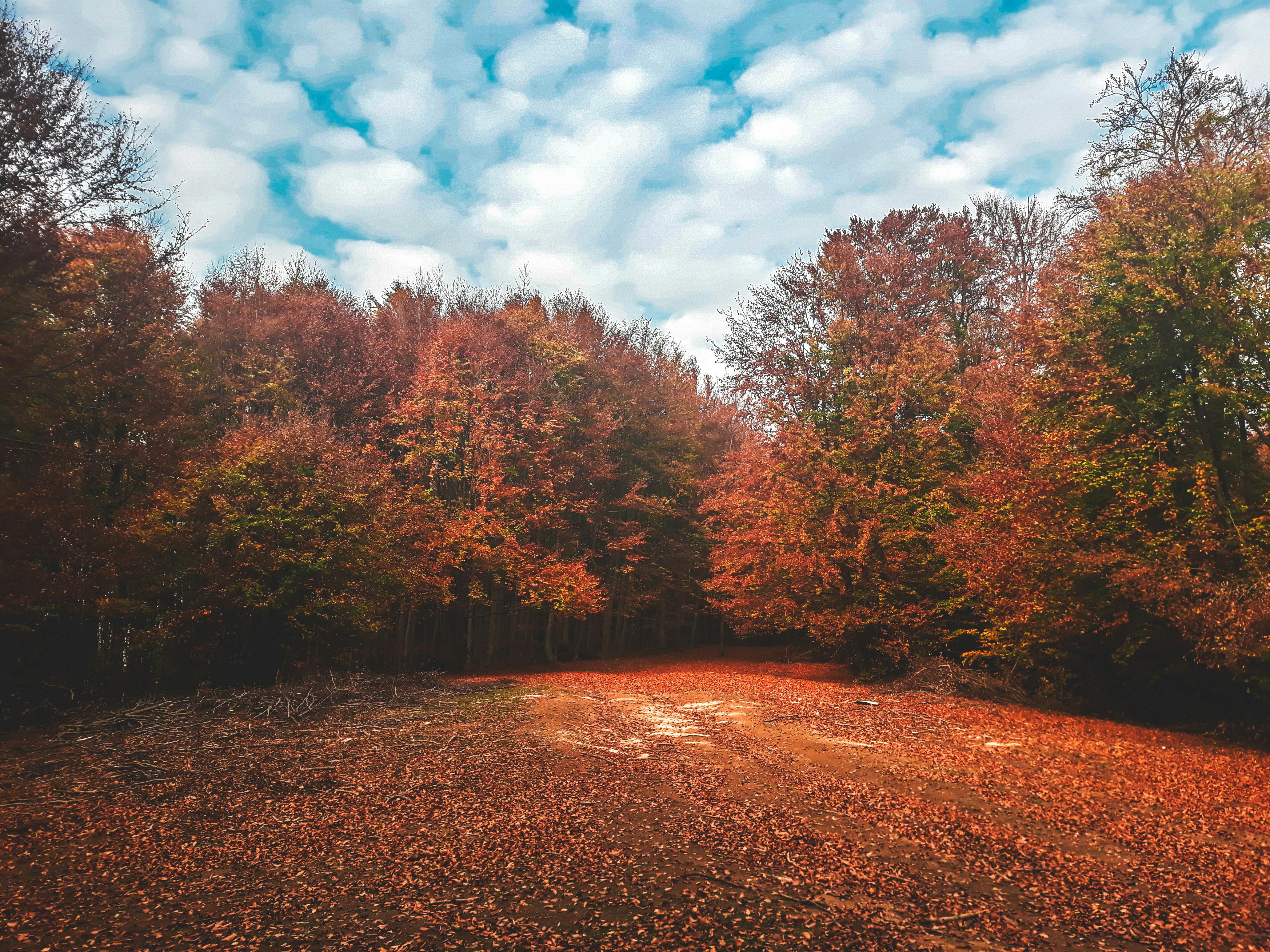 Free stock photo of autumn colors, autumn leaves, autumn mood forest
