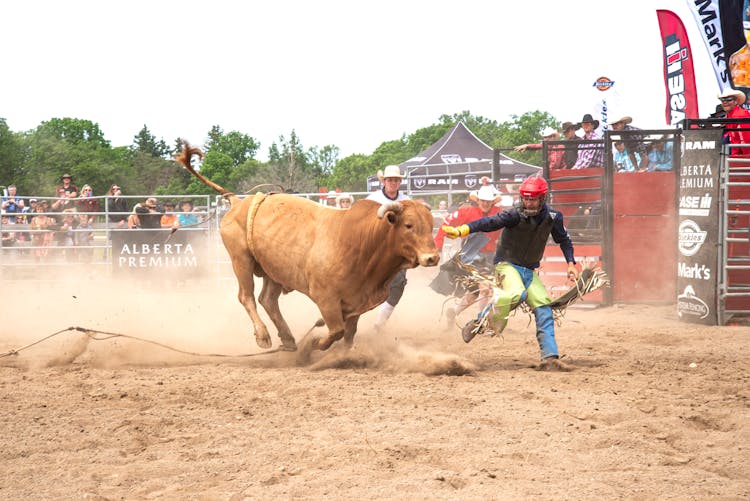 Man Running With A Bull In An Enclosure At A Bull Riding Event 