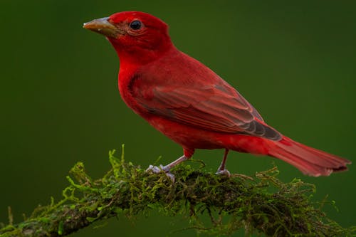 Close-up of Exotic Songbird Sitting on Branch