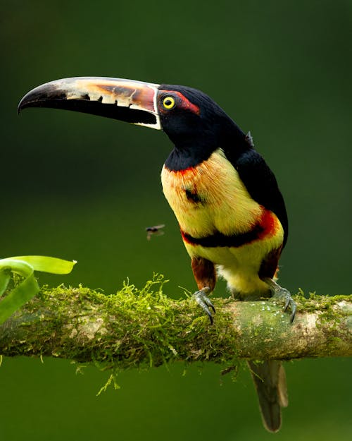 Toucan Perching on Branch