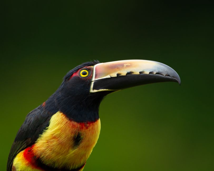 Close-up of a colorful toucan in its natural habitat, showcasing its vibrant plumage.