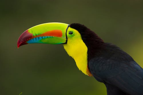 Keel Billed Toucan