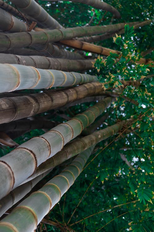 Kostnadsfri bild av bambu, cidade e natureza, miljö