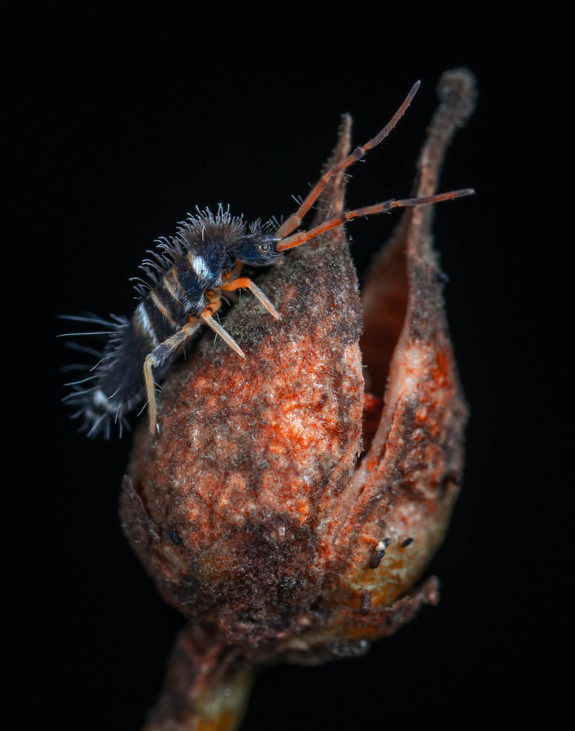Springtail on Plant · Free Stock Photo