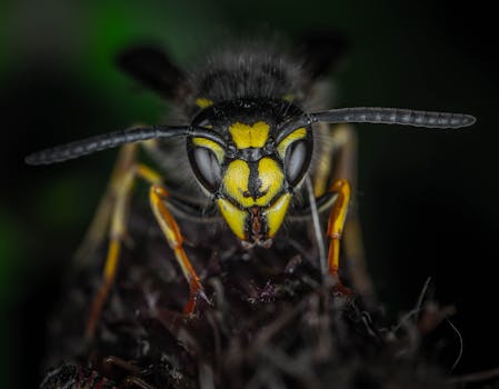 Close-up photograph of a wasp showing intricate details of its face and antennas.