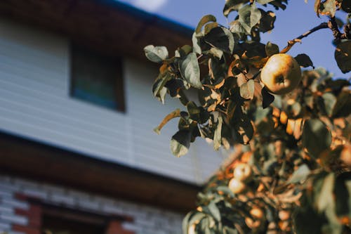 Fokusfotografie Von Runden Früchten