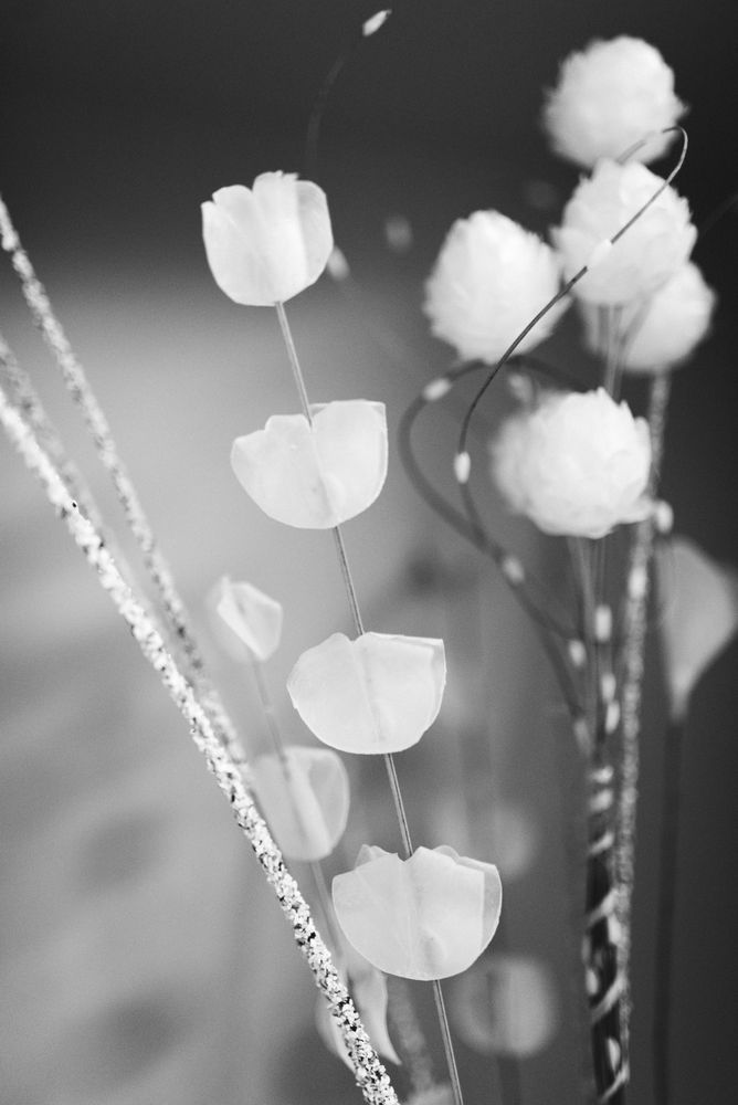 Colourless Flowers Photos, Download The BEST Free Colourless Flowers ...