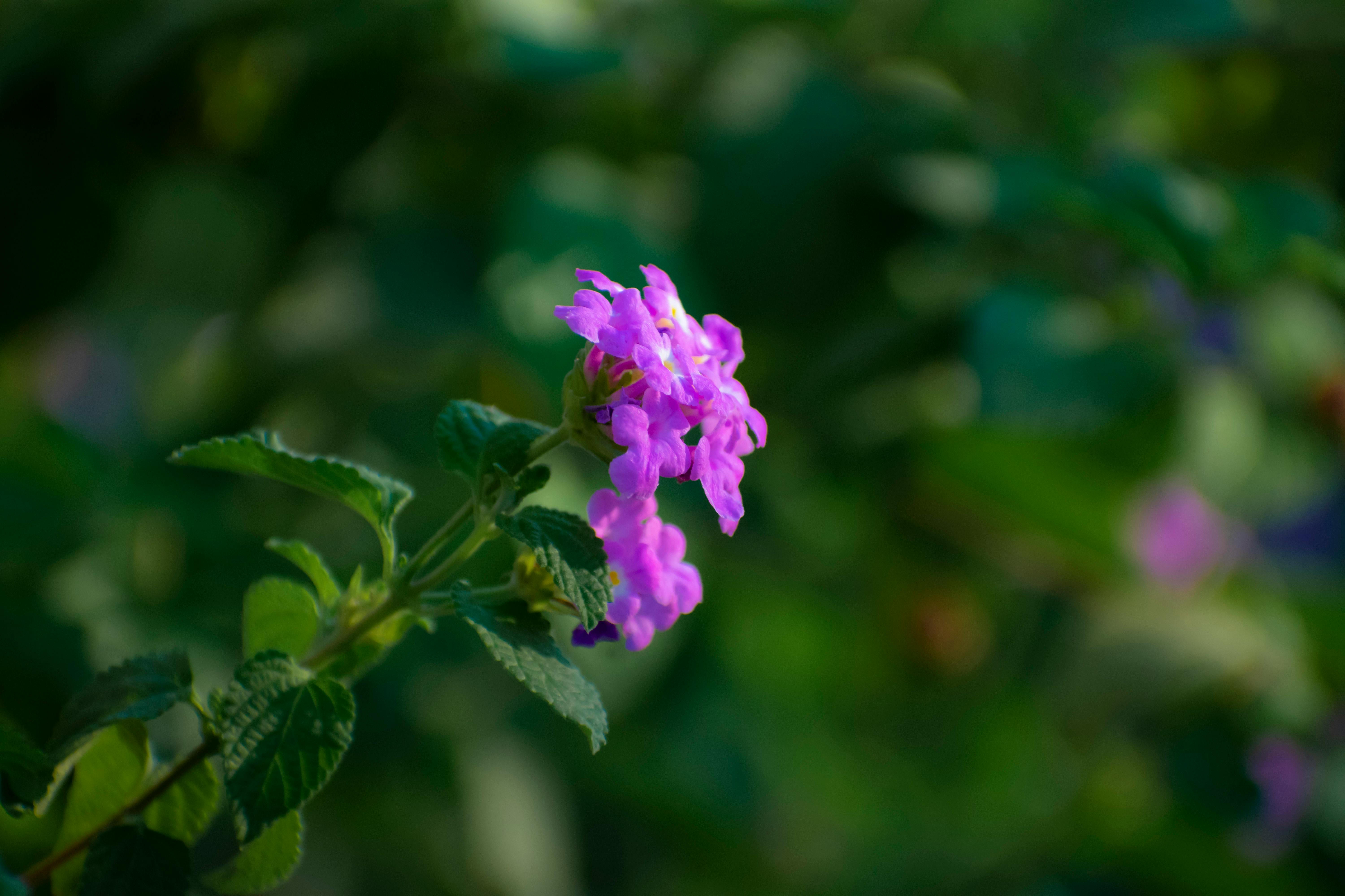 Photo Gratuite De Fleur Rose Magnifiques Fleurs