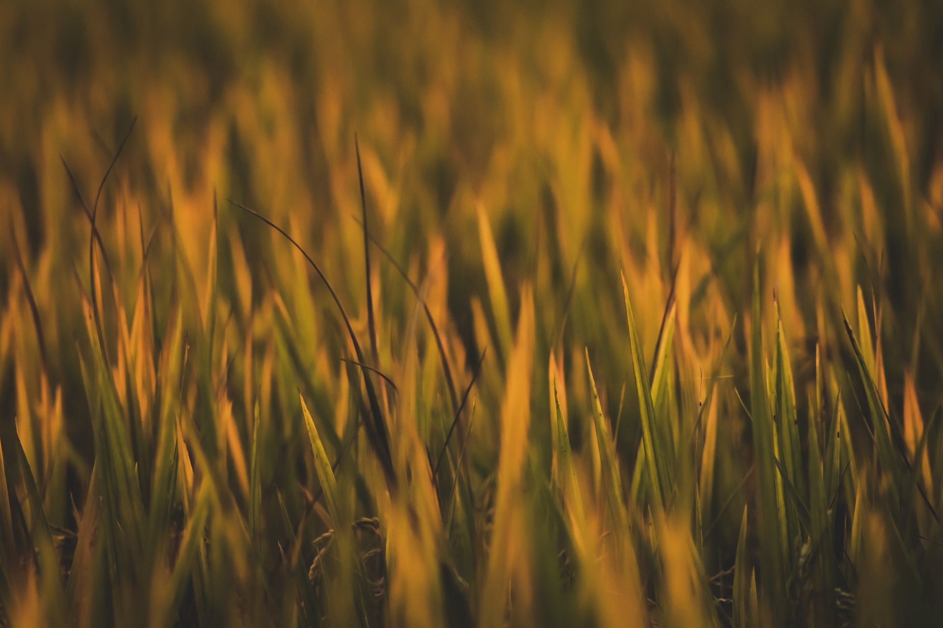 A close-up of grass in a field with a warm, blurred effect at sunset.