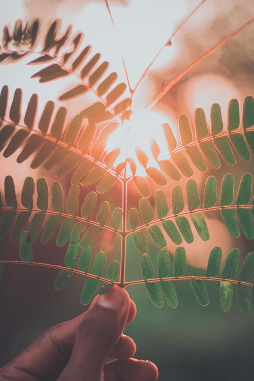 Foto Del Primo Piano Della Persona Che Tiene La Pianta Della Felce