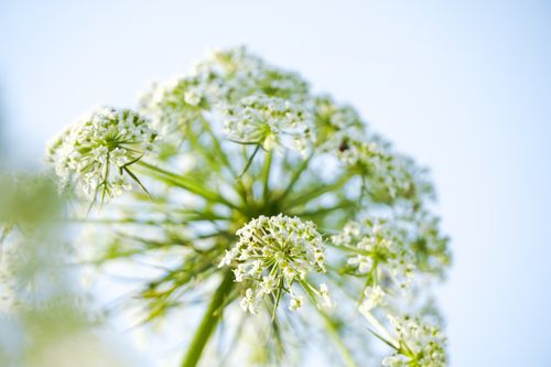 Free Detailed close-up of blooming white flower against a clear blue sky. Perfect for nature-themed projects. Stock Photo