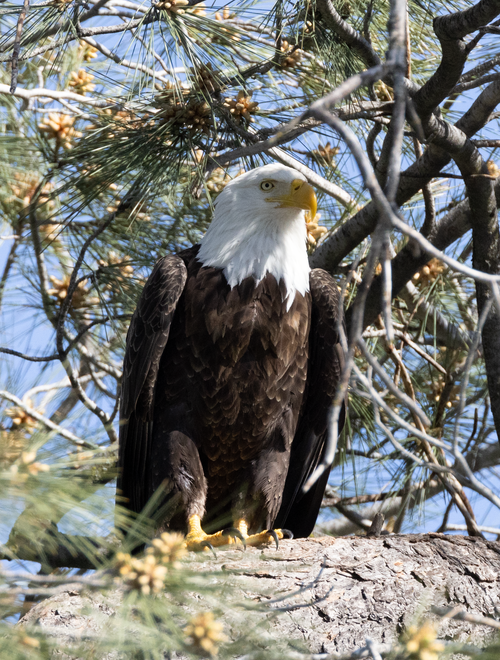 Free Bald eagle sitting on a tree branch, captured in a vertical shot in nature. Stock Photo