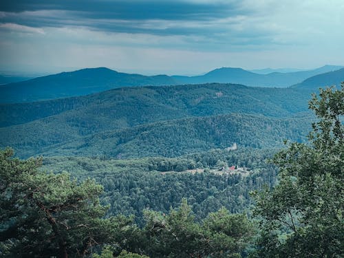 Foto profissional grátis de alsácia, árvore, árvores