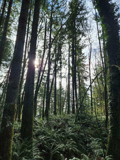 Free A tranquil forest with tall trees, lush greenery, and sunlight filtering through the canopy. Stock Photo