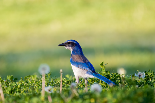 Free Vibrant California Scrub Jay perched in sunny grassy field, nature close-up. Stock Photo