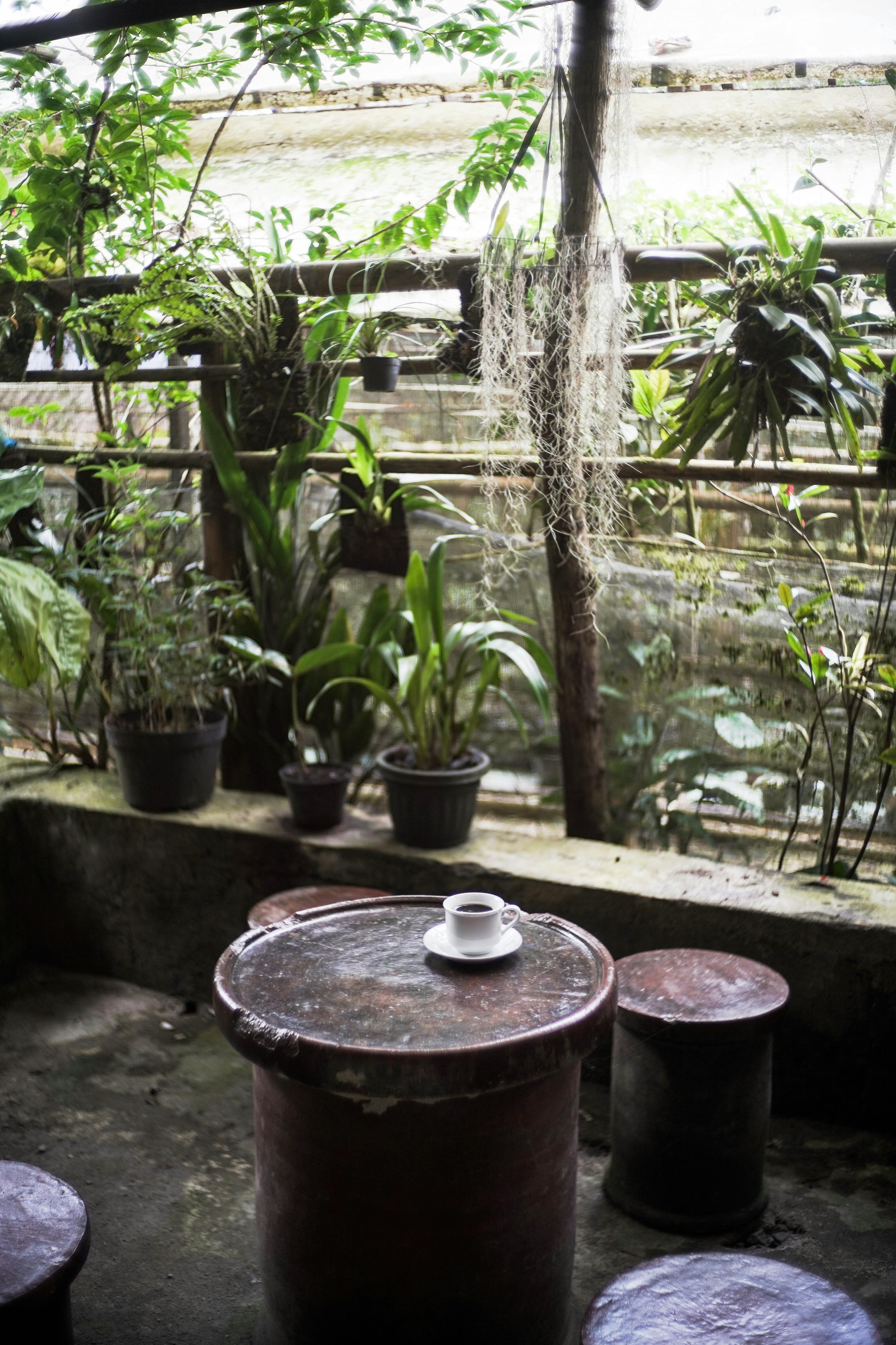 Cup of coffee on a rustic table surrounded by lush plants in an outdoor garden.