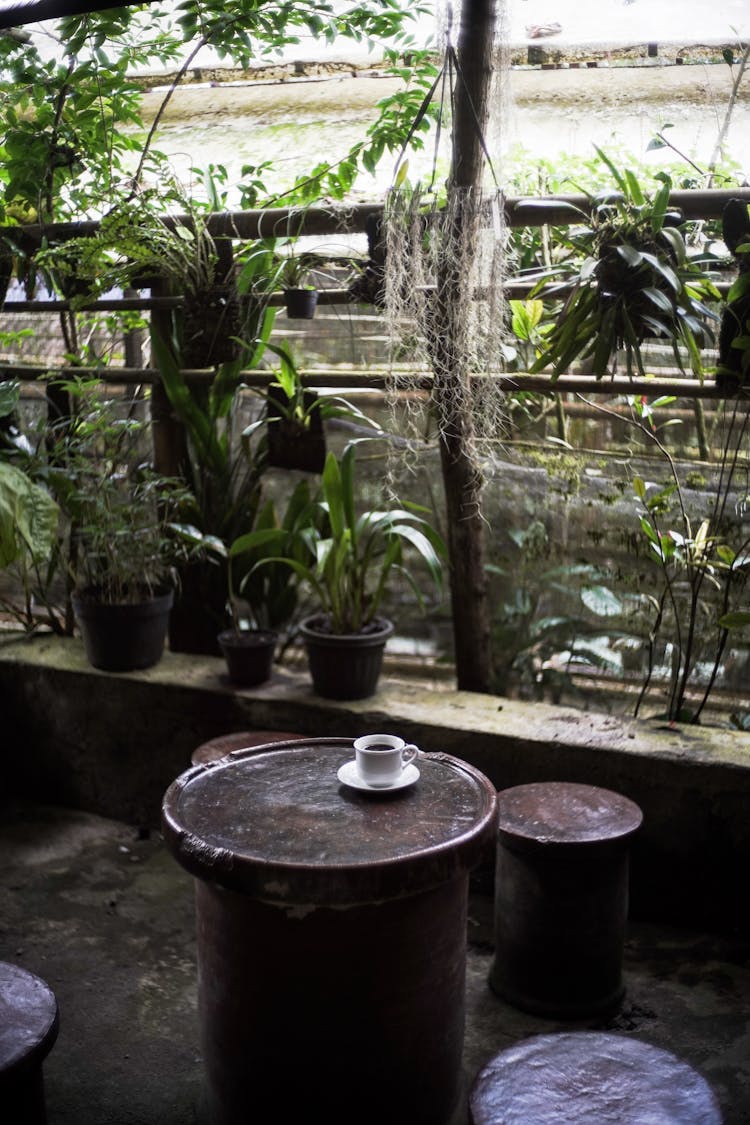 Coffee On A Table On A Terrace With Plants 