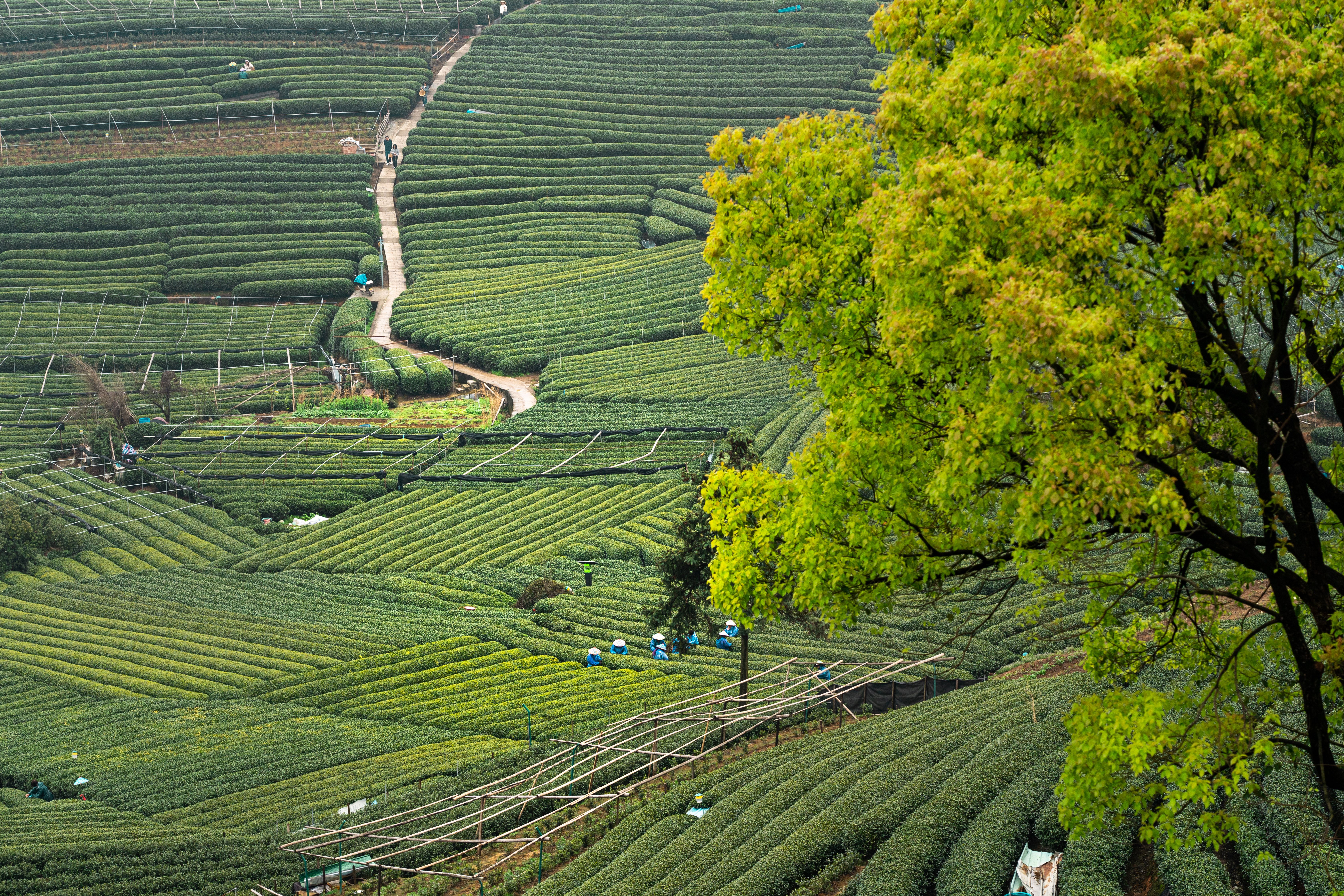 Longjing Tea Village Hangzhou: Picking Tea at the Source & West Lake Cycling