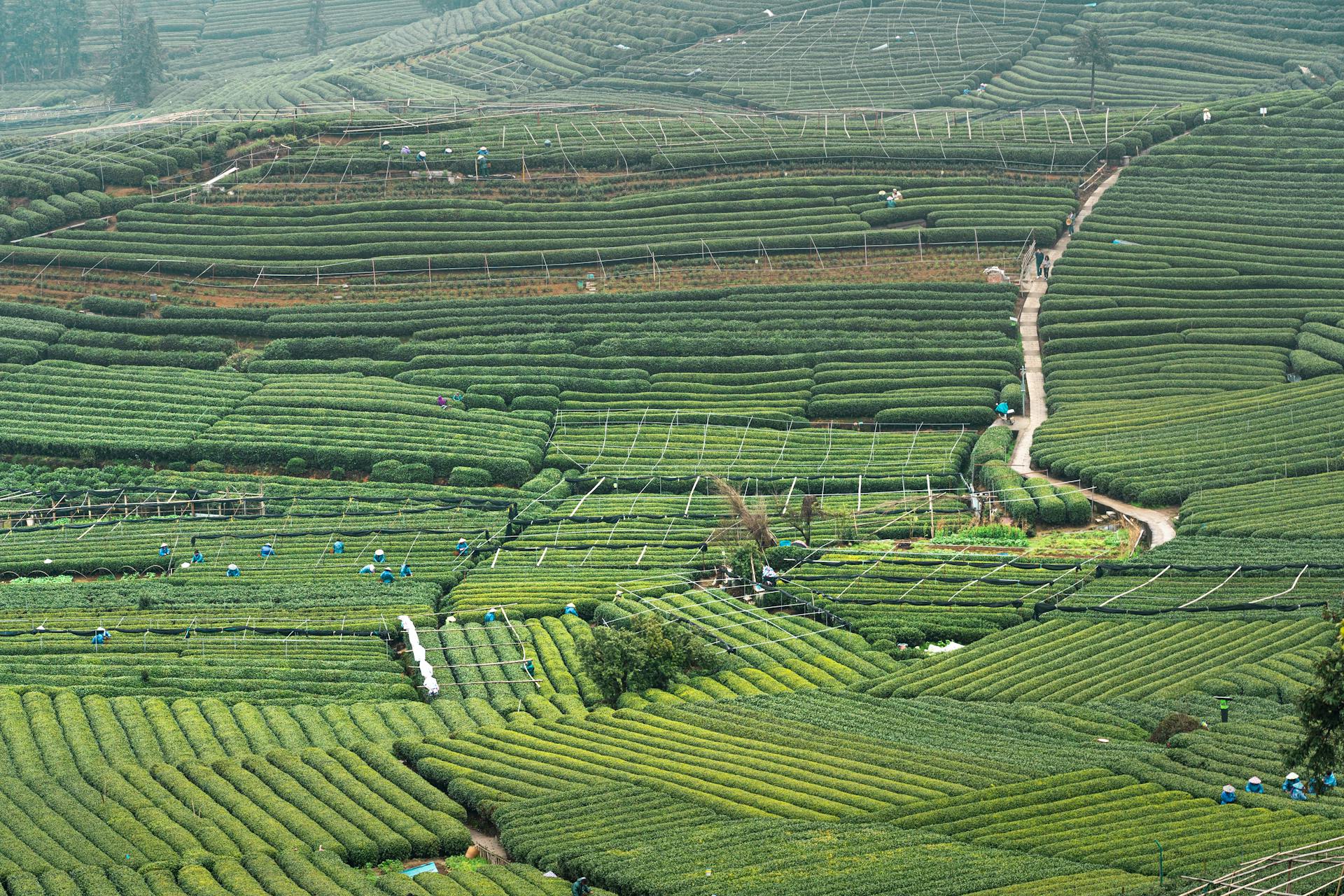 Beautiful aerial view of vibrant green tea fields in Hangzhou, Zhejiang province, China.