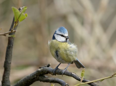 A beautiful Eurasian blue tit perched on a branch, captured during springtime with a blurred natural background.