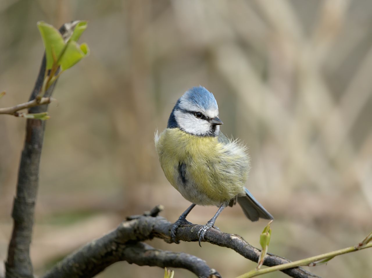 a beautiful eurasian blue tit perched on a branch captured during spri