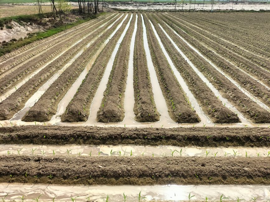 Young crop rows on ridged, furrowed ground after heavy rain — the furrows between the raised rows carry standing water off the plot, the same idea as raised beds and drainage furrows in a flood-prone basin.