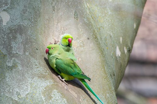 Close up of Green Parrots