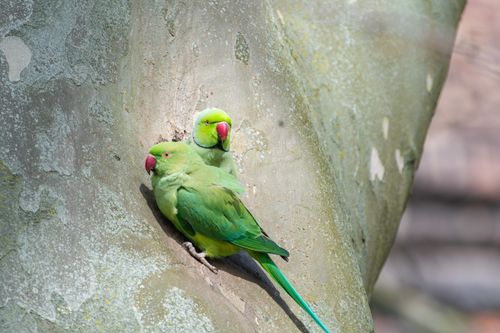 Free Close-up of two vibrant ring-necked parakeets perched in a tree trunk. Stock Photo