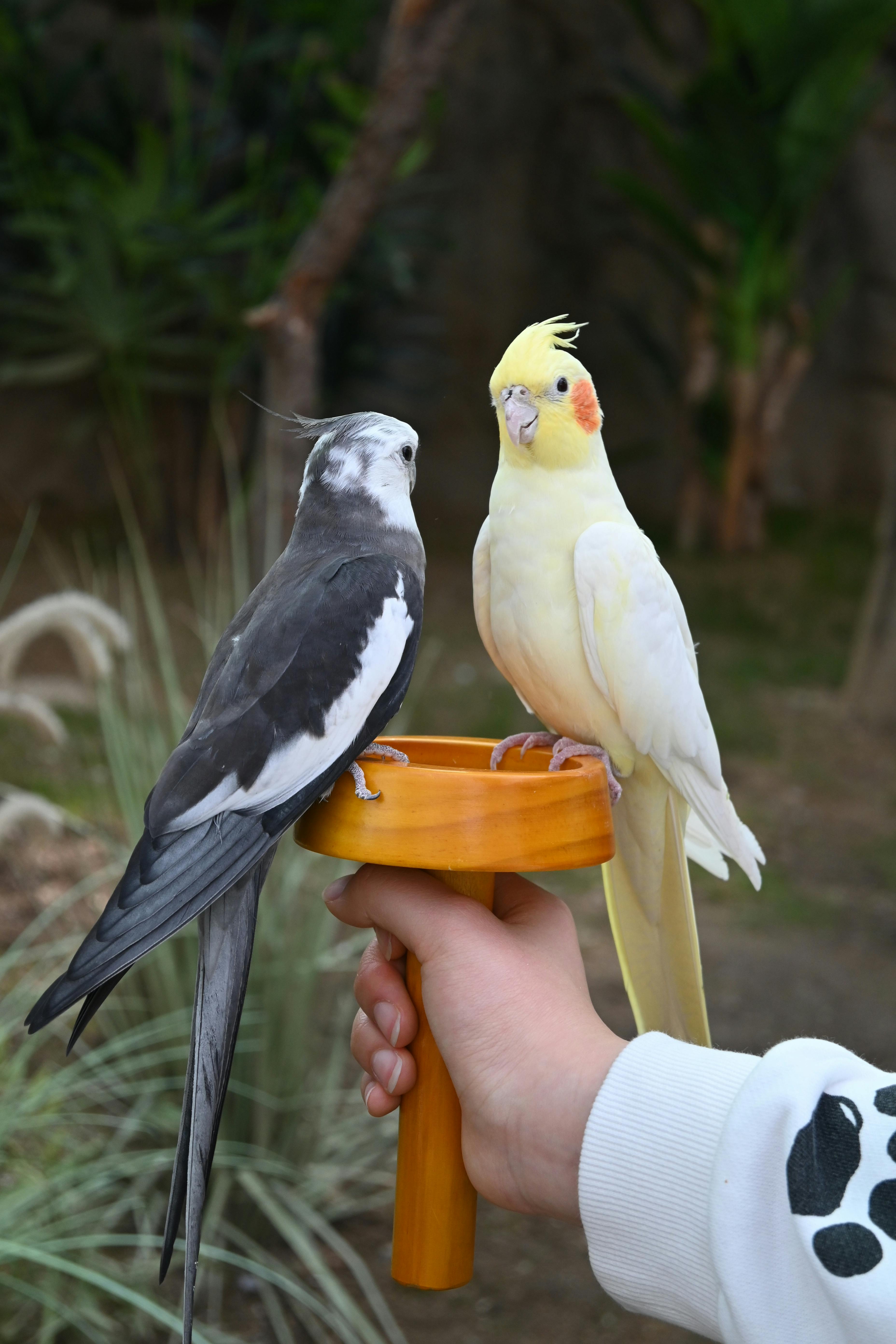 Two cockatiels best sale