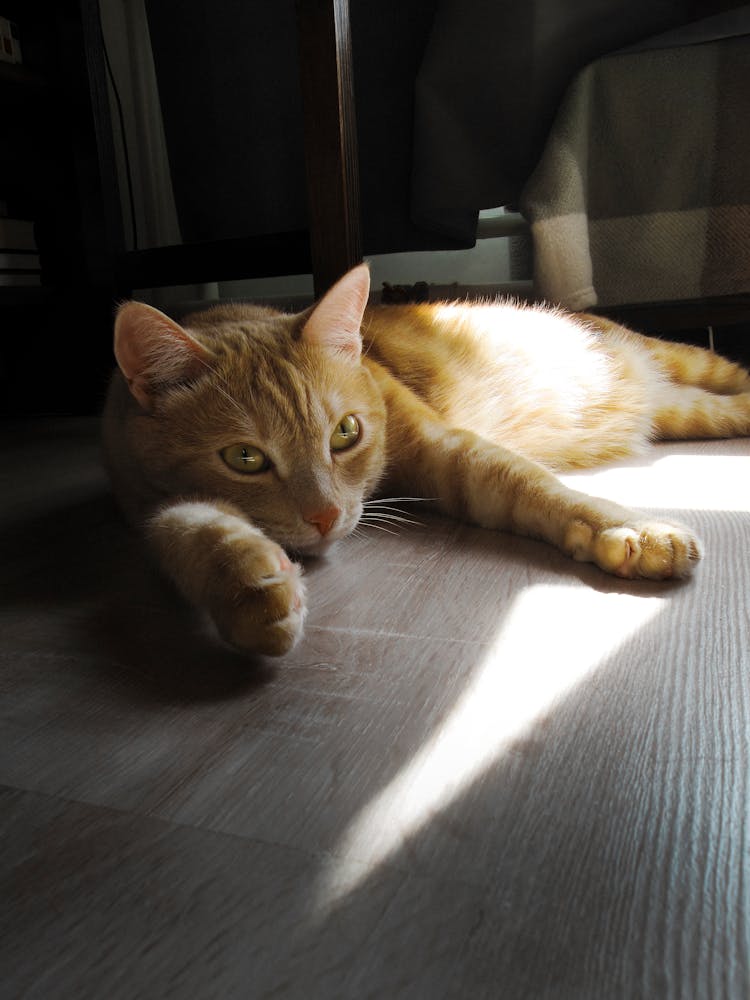 Cute Cat Lying On The Floor In A Ray Of Sun