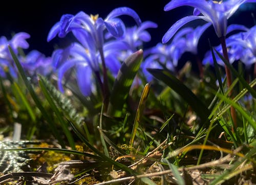 Foto profissional grátis de flor azul, flor bonita, flores azuis