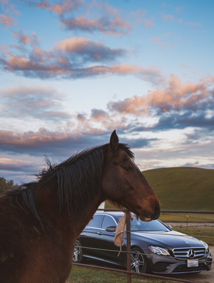 Horse And Car Behind