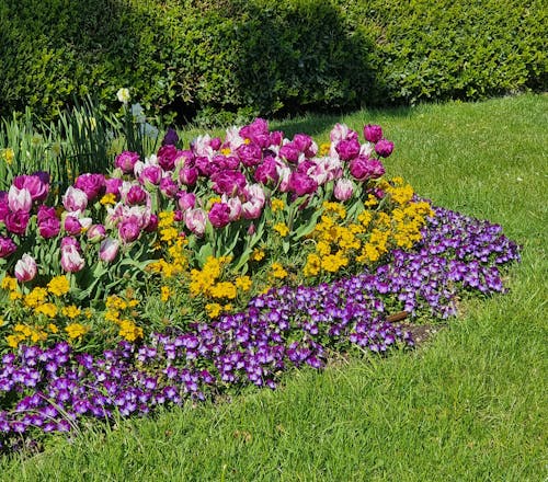 Fotobanka s bezplatnými fotkami na tému jar, kvetinový záhon, kvety