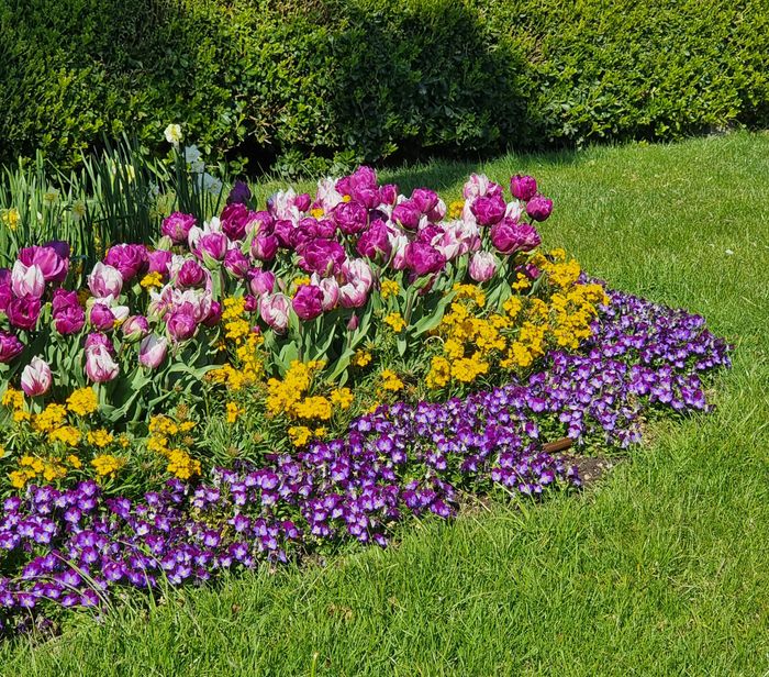 Colorful flowerbed with tulips and greenery