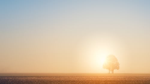 grátis Silhueta Da árvore Durante O Pôr Do Sol Foto profissional