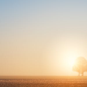 Ancient oak specimen