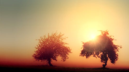 бесплатная Фотография деревьев на рассвете Стоковое фото
